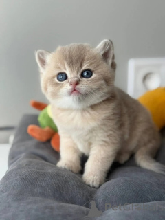Photo №1. british shorthair - à vendre en ville de Lincoln | négocié | Annonce № 173847