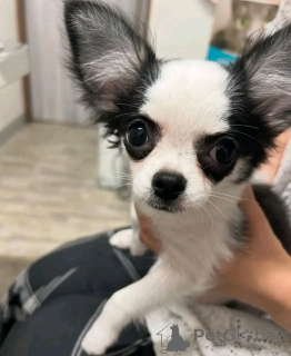 Photo №4. Je vais vendre chihuahua en ville de Ohio. éleveur - prix - négocié