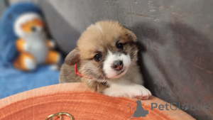 Photo №4. Je vais vendre welsh corgi en ville de Moskova. éleveur - prix - 916€