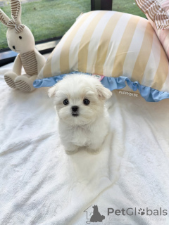 Photo №1. bichon maltais - à vendre en ville de Helsinki | 500€ | Annonce №164004