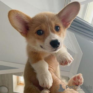 Photo №1. welsh corgi - à vendre en ville de Helsinki | 400€ | Annonce №56450