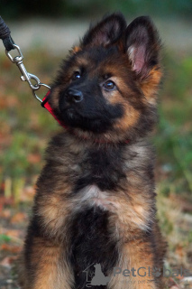 Photos supplémentaires: Chiot. Berger allemand.