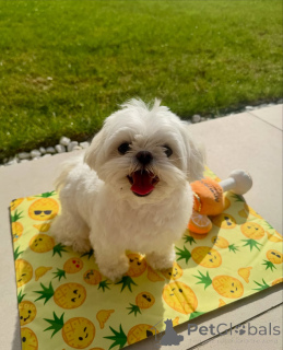 Photo №2 de l'annonce № 169371 de la vente bichon maltais - acheter à La finlande annonce privée