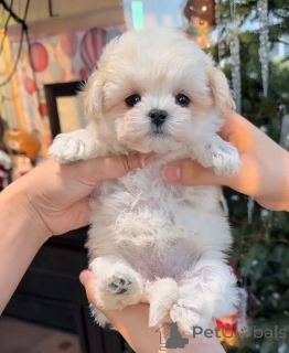 Photo №1. maltipu - à vendre en ville de New york | 872€ | Annonce №162474