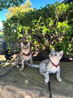 Photo №1. bengal - à vendre en ville de Munich | 750€ | Annonce № 152540