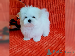Photo №1. bichon maltais - à vendre en ville de Miami | négocié | Annonce №160288