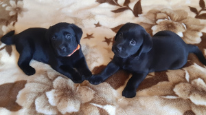 Photo №2 de l'annonce № 1720 de la vente labrador retriever - acheter à Ukraine éleveur