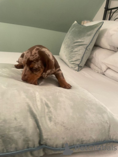 Photo №1. teckel - à vendre en ville de Manille | négocié | Annonce №167332