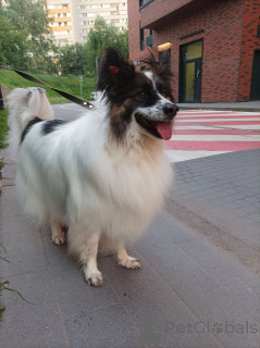 Photo №1.  - à vendre en ville de Balashikha | Gratuit | Annonce №148665