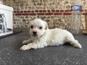 Photo №1. bichon maltais - à vendre en ville de Anvers | Gratuit | Annonce №173942