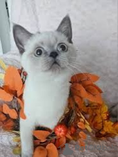 Photo №3. MYYTÄVÄNÄ SKOTLANNINRUUSUKISENNUT. La finlande