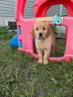 Photo №2 de l'annonce № 163585 de la vente golden retriever - acheter à Allemagne éleveur