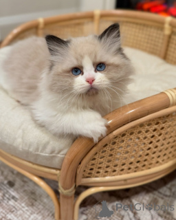 Photo №1. ragdoll - à vendre en ville de Alken | négocié | Annonce № 156948
