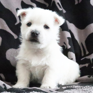 Photo №1. west highland white terrier - à vendre en ville de New york | négocié | Annonce №164582