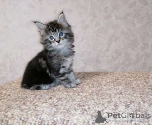 Photo №2 de l'annonce № 10784 de la vente maine coon - acheter à Biélorussie annonce privée