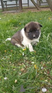 Photo №3. Je vendrai des bébés charmants de la race American Akita.. Biélorussie