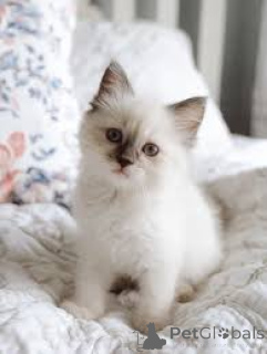 Photo №2 de l'annonce № 165918 de la vente sibérien - acheter à France annonce privée, éleveur