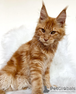 Photo №4. Je vais vendre maine coon en ville de Colorado Springs. éleveur - prix - 284€