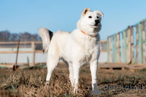 Photo №1. chien bâtard - à vendre en ville de Москва | Gratuit | Annonce №8302