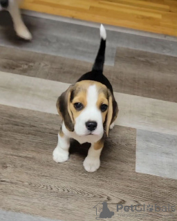 Photos supplémentaires: chiots beagle à vendre. Vacciné,