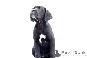 Photo №1. cane corso - à vendre en ville de Buzău | 2000€ | Annonce №140487