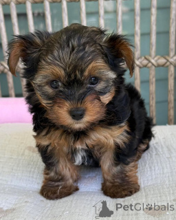Photo №1. yorkshire terrier - à vendre en ville de Ostrava | négocié | Annonce №169346