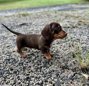 Photo №1. chien bâtard - à vendre en ville de Leipzig | 400€ | Annonce №121629