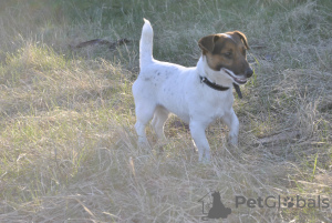 Photo №3. Chiots Jack Russell Terrier à vendre. Ukraine