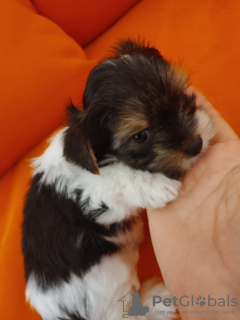 Photo №4. Je vais vendre biewer yorkshire terrier en ville de Yoqneam.  - prix - 1041€