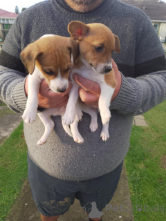 Photo №2 de l'annonce № 144457 de la vente jack russell terrier - acheter à L'Autriche éleveur