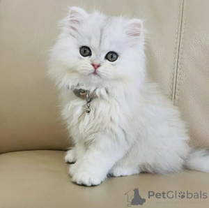 Photo №1.  - à vendre en ville de Milan | Gratuit | Annonce № 162280