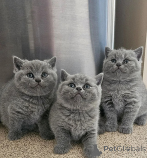 Photo №1. british shorthair - à vendre en ville de Prague | 250€ | Annonce № 155786