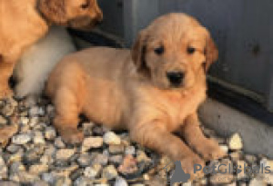 Photo №3. Chiots Golden Retriever à vendre. Allemagne