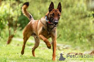 Photo №3. Beau Anzor cherche une maison.. Fédération de Russie