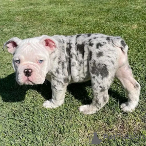 Photo №1. bulldog anglais - à vendre en ville de Paris | négocié | Annonce №71039