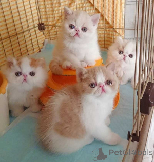 Photo №1. exotic shorthair - à vendre en ville de Dudedorf | 350€ | Annonce № 166472