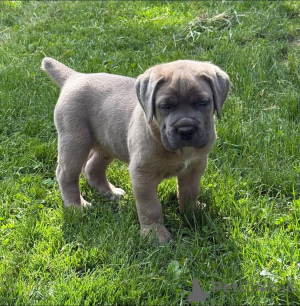 Photo №1. cane corso - à vendre en ville de Aalborg | 650€ | Annonce №173399