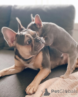 Photo №2 de l'annonce № 153743 de la vente bouledogue - acheter à Allemagne éleveur