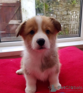 Photo №1. welsh corgi - à vendre en ville de Maastricht | Gratuit | Annonce №123947