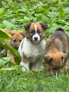 Photo №1. chien bâtard - à vendre en ville de Minsk | Gratuit | Annonce №176716