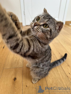 Photos supplémentaires: Cher chat Sniff est entre de bonnes mains.