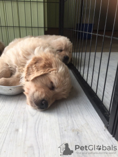 Photos supplémentaires: Chiots Golden Retriever intelligents et en bonne santé à vendre maintenant