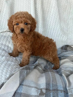 Photo №1. caniche (jouet) - à vendre en ville de Helsinki | 500€ | Annonce №165677