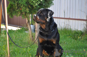 Photo №3. Chiots Rottweiler. Biélorussie