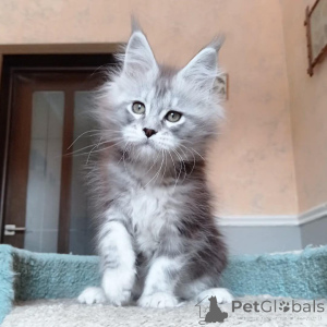 Photo №1. maine coon - à vendre en ville de Aldershot | négocié | Annonce № 146003