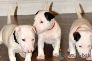 Photo №1. bull terrier - à vendre en ville de Prague | 284€ | Annonce №111203