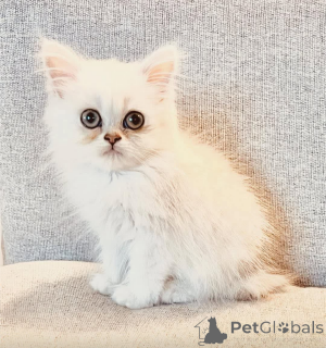 Photo №1.  - à vendre en ville de Toronto | Gratuit | Annonce № 162002