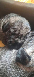 Photo №2 de l'annonce № 157212 de la vente schnauzer moyen - acheter à Serbie 