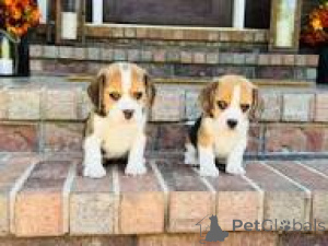 Photo №1. beagle - à vendre en ville de Bruxelles | 700€ | Annonce №166587
