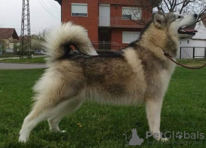 Photos supplémentaires: Chiots Malamute d'Alaska